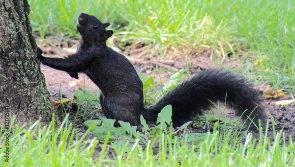 Fototapeta Black Squirrel