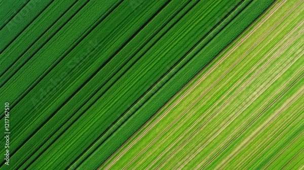 Fototapeta Aerial view of lush green fields with contrasting shades, showcasing orderly rows of crops in a vibrant landscape.