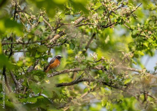 Fototapeta Common redstart (Phoenicurus phoenicurus)