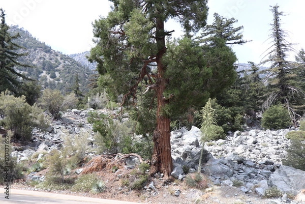 Obraz deer in the woods