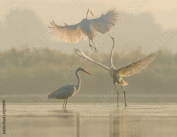 Fototapeta trzy czaple