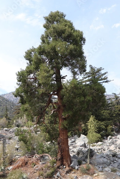 Obraz pine tree in the mountains