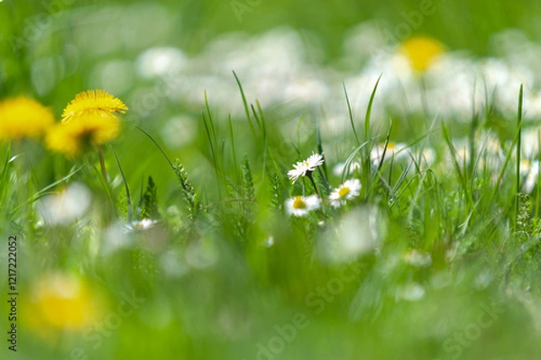 Obraz Spring meadow with flowering yellow dandelions, daisies and fresh green grass