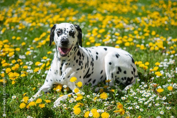 Obraz Dalmatian dog  lying on a lawn among blooming dandelions and daisies