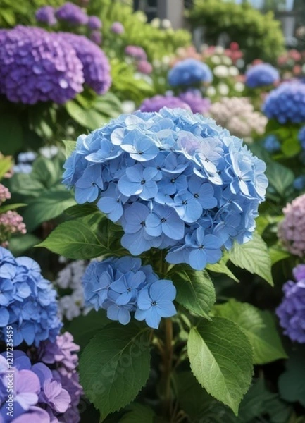 Obraz Close-up of a single blooming hydrangea in garden surrounded by other flowers,  stems,  nature