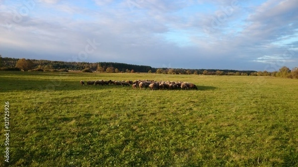 Fototapeta Стадо баранов пасутся на лугу ранней осенью