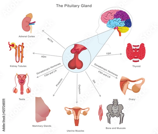 Fototapeta The pituitary gland regulates growth, metabolism, reproduction, and stress by releasing hormones that control other endocrine glands and body functions