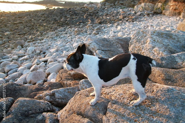 Fototapeta bouledog 1