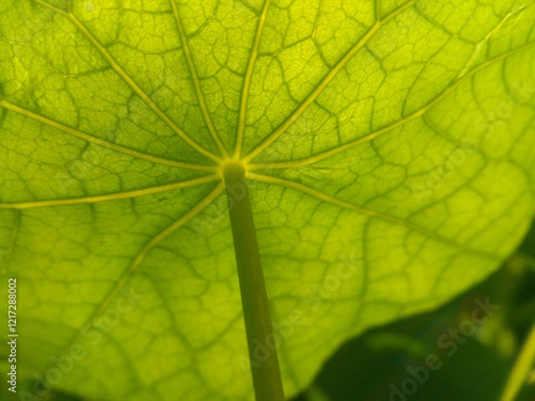 Obraz Natura