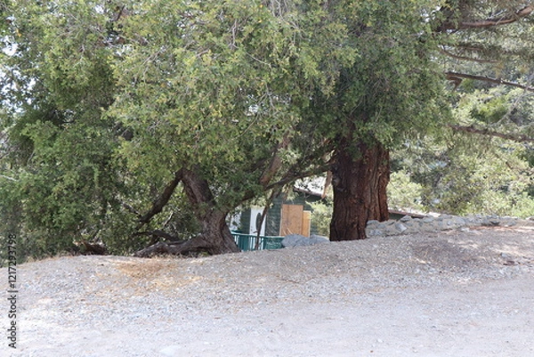 Obraz house in the forest