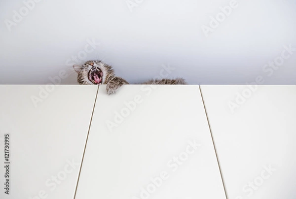 Fototapeta Chewie the cat yawning from above