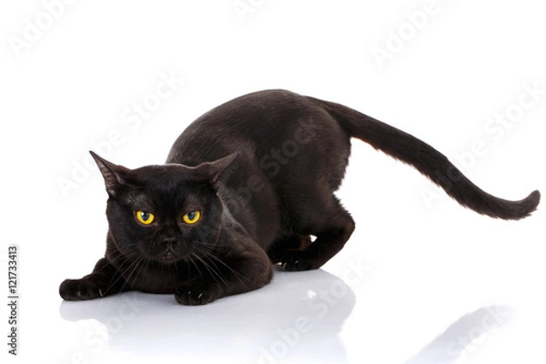 Fototapeta black cat Bombay on a white background sat in the front paws. preparing to attack. predator style