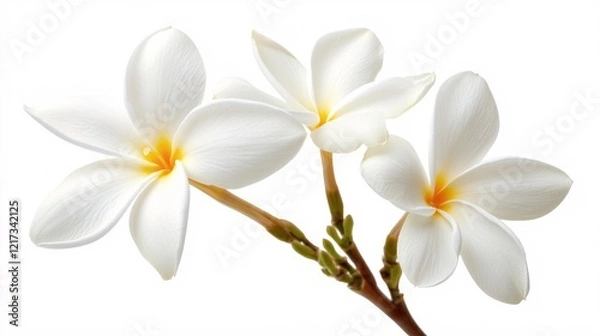 Fototapeta Three elegant white plumeria flowers with vivid yellow centers, showcasing delicate petals and vibrant green stems.