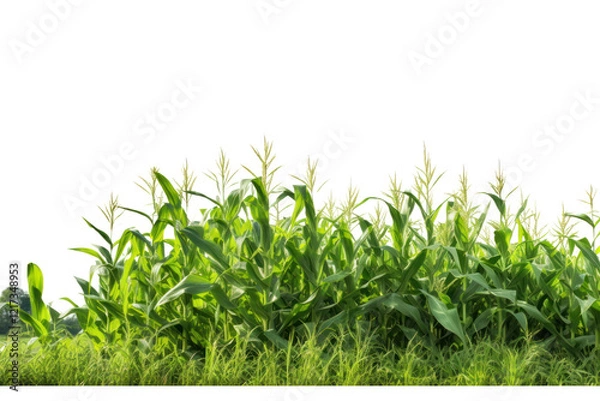 Fototapeta A field of sweet corn plants basking in the sunlight, showcasing their tall green stalks and bright yellow ears ready for harvest
