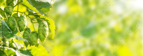 Fototapeta Chmiel roślin, tło bokeh