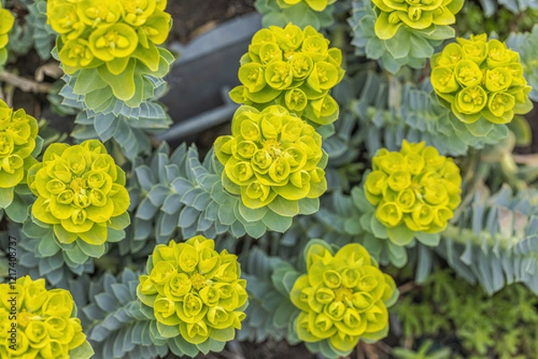 Obraz Myrtle Spurge (Euphorbia Myrsinites)