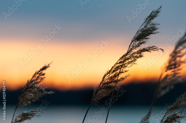 Fototapeta Plant illuminated by the setting sun in spring in western Finland