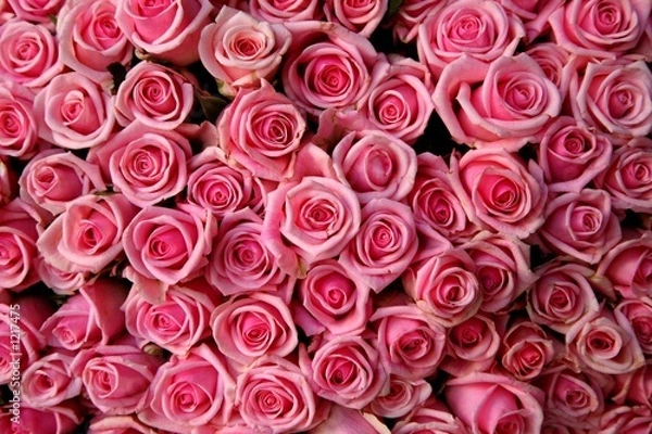 Obraz pink roses