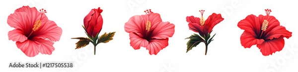 Fototapeta Set of red hibiscus flowers isolated on white background PNG.AI GENERATED