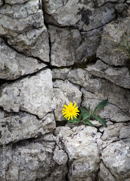 Obraz Colored flower against a gray background of rock.