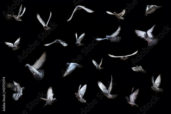 Obraz Pigeons in flight
