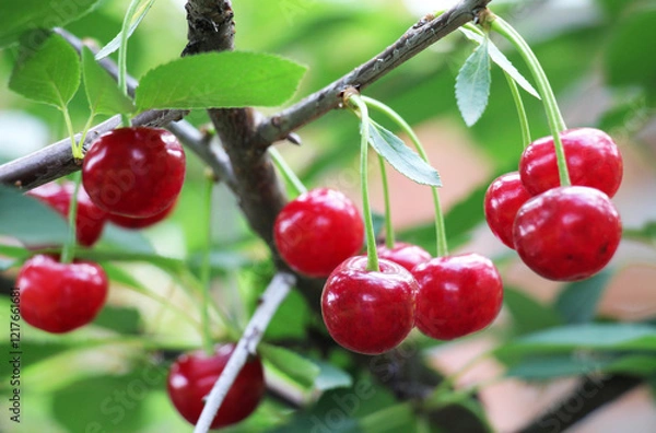 Fototapeta Cherry fruits ripen on a tree branch