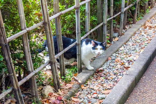 Fototapeta A curious black-and-white cat cautiously peeks through a bamboo fence in a serene garden setting, surrounded by greenery, fallen leaves, and gravel.