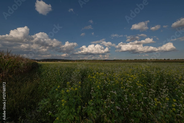 Fototapeta Raps-Feld 2