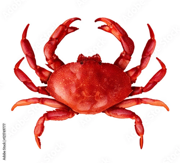 Obraz Krab Izolowany