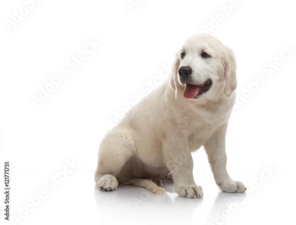 Fototapeta three-month puppy golden retriever ,shot in the studio on a white background