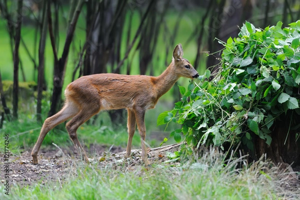 Fototapeta Deer in forest