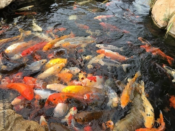 Obraz Fischgedränge