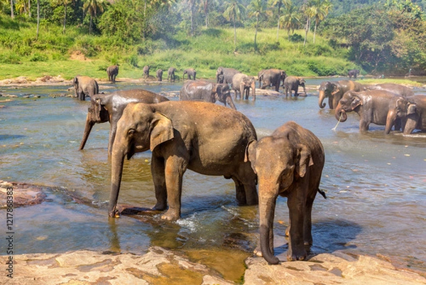 Obraz Herd of elephants in Sri Lanka