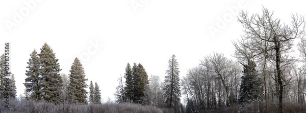 Fototapeta Panorama A frost and snow-covered northern forest of birch and spruce. Transparent sky
