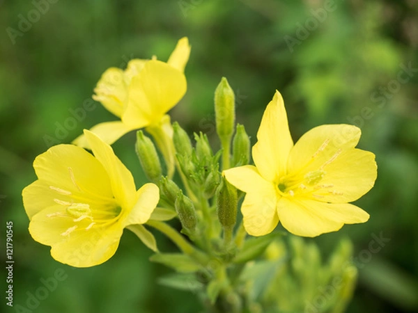 Obraz evening primrose