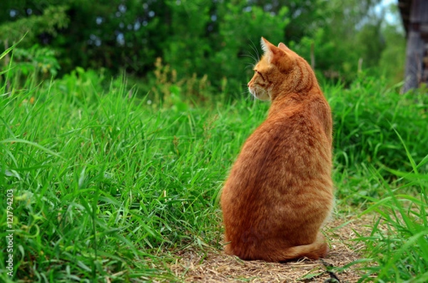 Fototapeta Red tabby cat sitting back to camera in the green grass with free space for text
