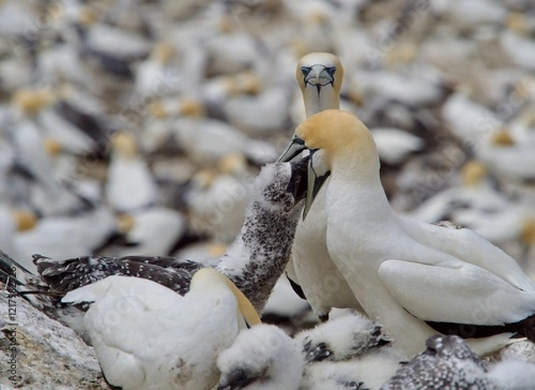 Fototapeta A Gannet (morus capensis) feeds it's young.The juvenile has it's head in the adult's mouth.Gannet colony in background.Bird Behaviour