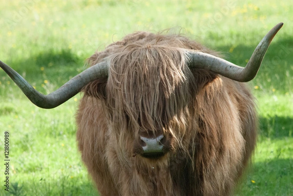 Obraz Highland Cattle