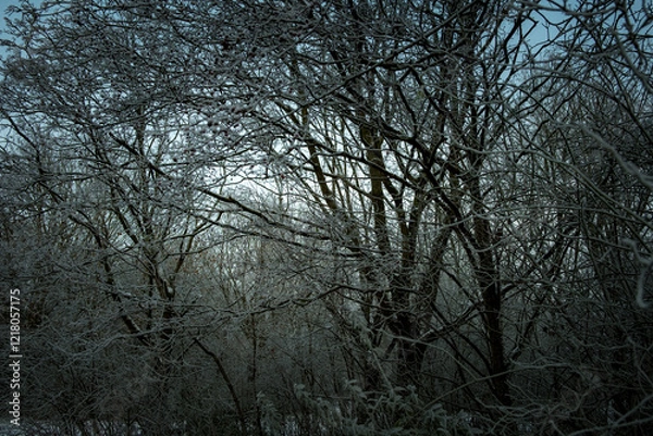 Obraz Beautiful frozen trees in Lund Sweden