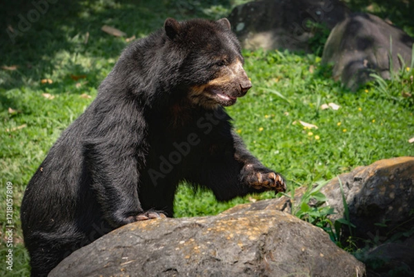 Obraz a spectacled bear in the forest