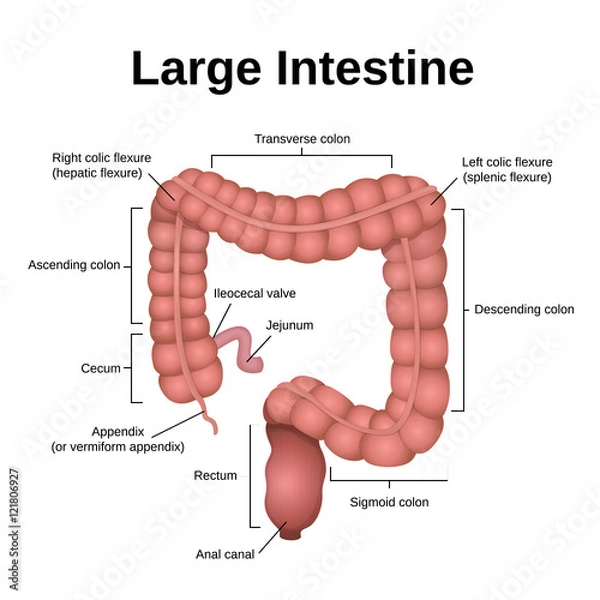 Fototapeta digestive tract image intestine