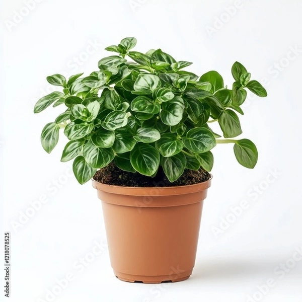 Fototapeta Plectranthus verticillatus in a Brown Pot on White Background