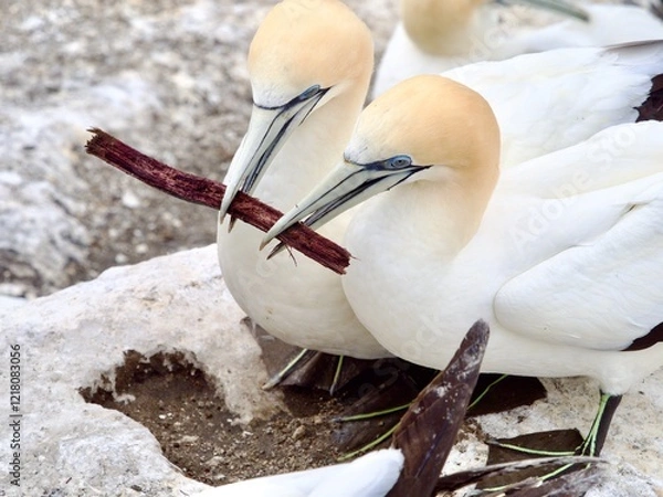 Fototapeta A pair of gannets can be seen both holding the same wooden twig for nesting material.Pair bonding.Behaviour