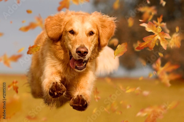 Fototapeta Pies, golden retriever skacze przez jesienne liście