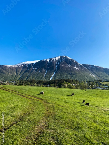 Fototapeta Sheep grazing in open field in the mountains