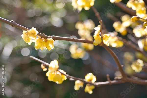Obraz 小春日和のロウバイの花