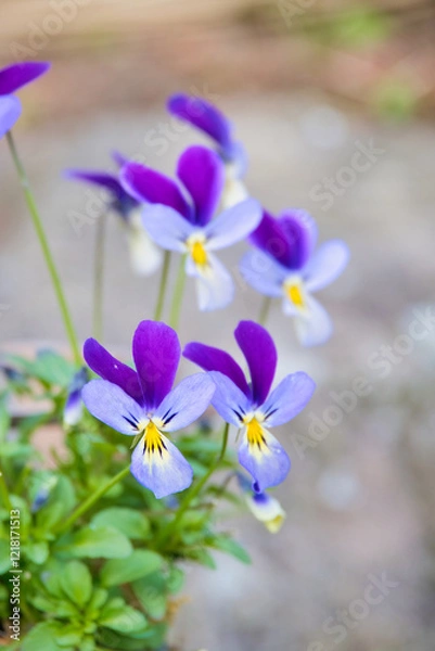 Fototapeta 可愛らしいスミレの花