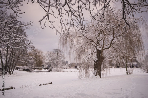 Obraz snow and alster in winter