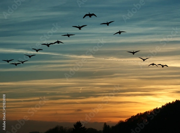 Fototapeta Bird Migration at Sunset