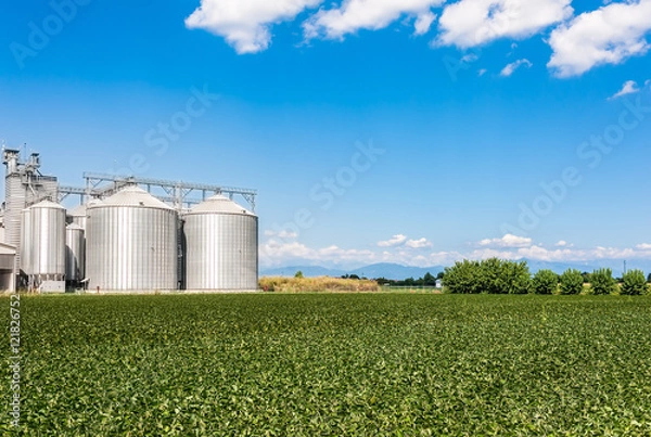 Obraz Soy field and agricultural silos